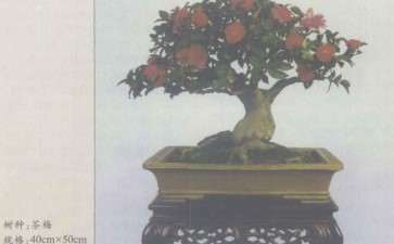 中国盆景发展的6个方向 图片