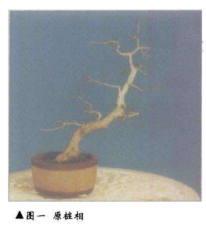 文人树盆景怎么改作的方法