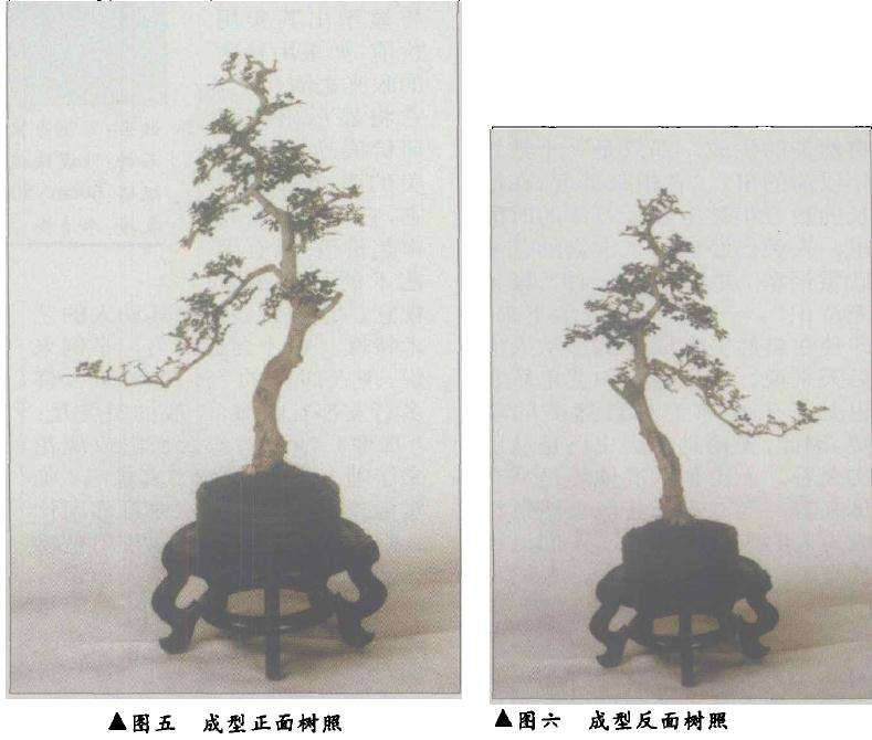 文人树盆景怎么改作的方法