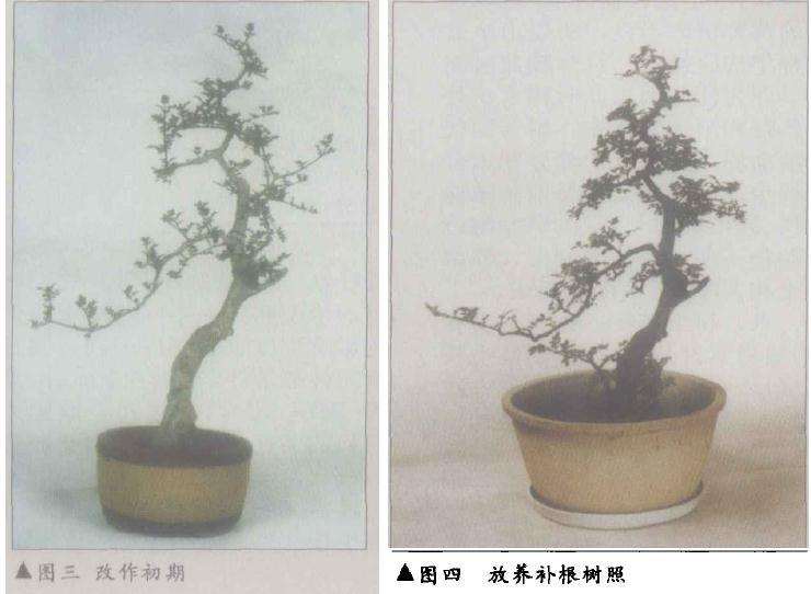 文人树盆景怎么改作的方法