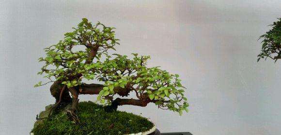 盆景乐园承担第三届全国微型盆景展