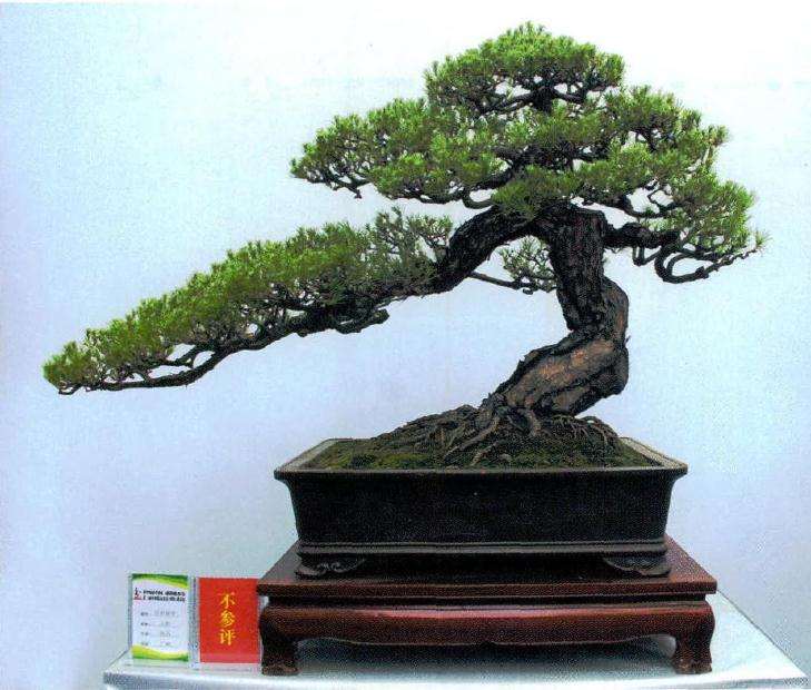 沭阳第二届中国盆景制作比赛