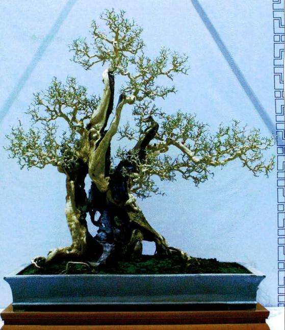 2016年 广东罗祟辉盆景藏品展