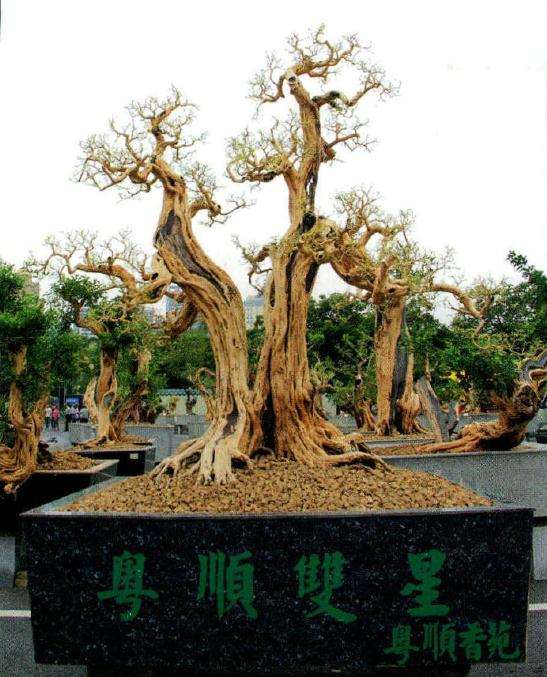 2016年 广东罗祟辉盆景藏品展