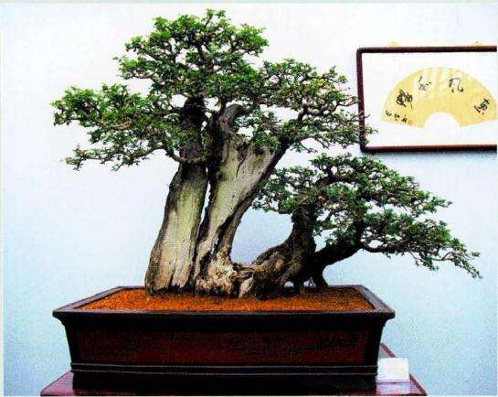 2016年河南地方盆景 蓬勃发展