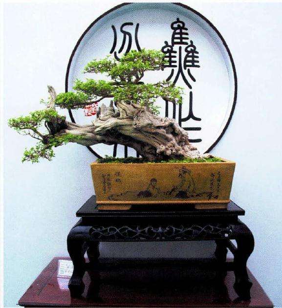 2016年河南地方盆景 蓬勃发展