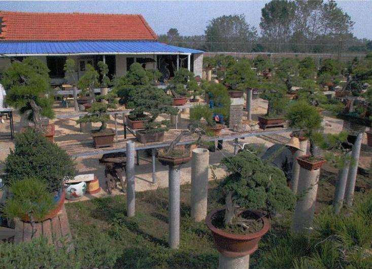 2016年刘昌广共商湖北盆景的发展大计