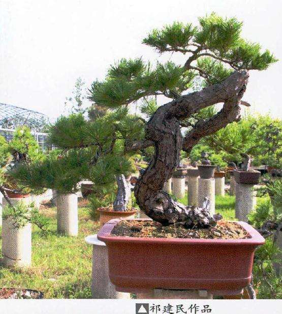 2016年刘昌广共商湖北盆景的发展大计