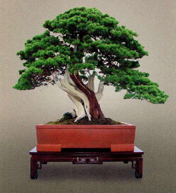 国内盆景界公认的大家  鲍世骐先生