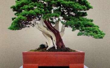 国内盆景界公认的大家  鲍世骐先生