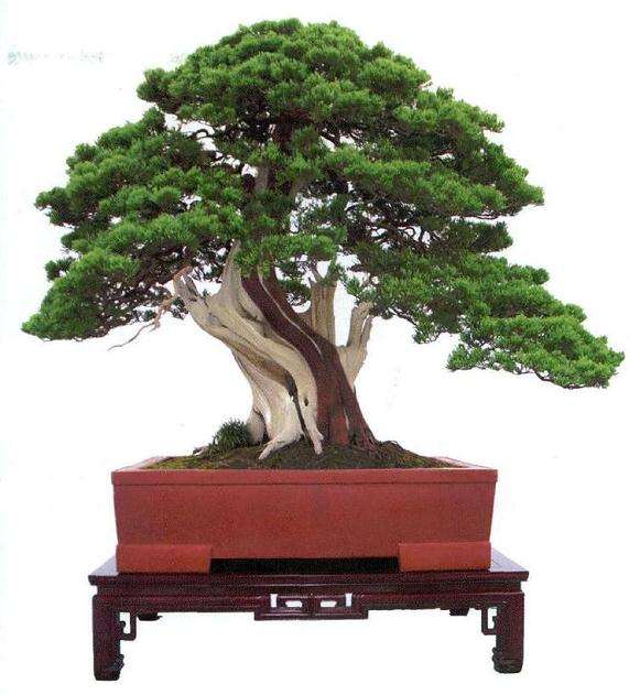 2016年 中国唐苑第四届唐风盆景展