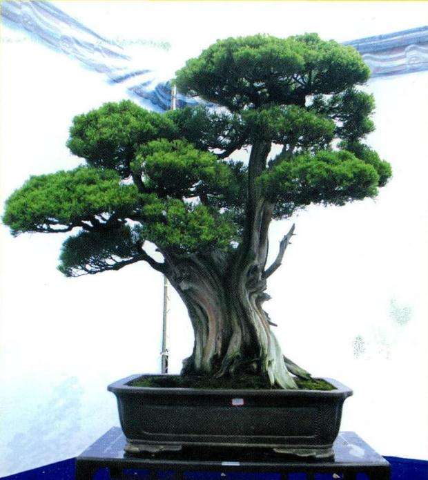 2016年宁波第三届精品盆景艺术展