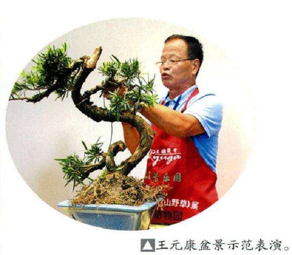 2016年上海第三届微型小品盆景展