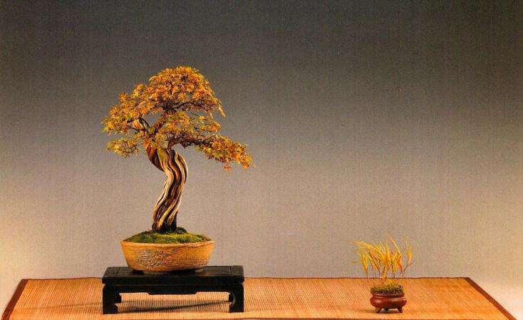 怎么制作日本风知草盆景的方法