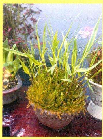 怎么制作日本风知草盆景的方法