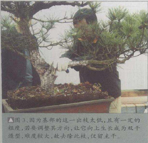 松树盆景高干垂枝怎么创作的方法