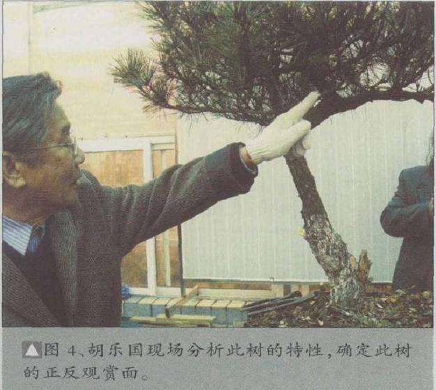 松树盆景高干垂枝怎么创作的方法