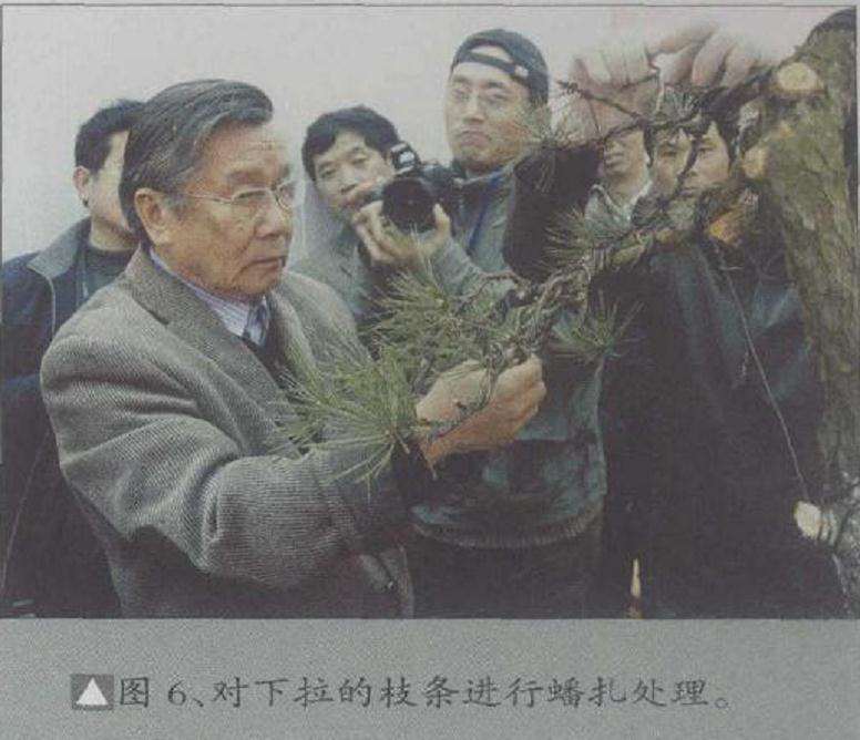 图解 松树盆景高干垂枝怎么创作的方法