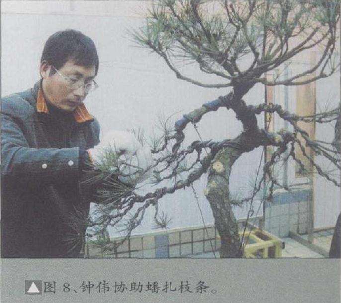 图解 松树盆景高干垂枝怎么创作的方法