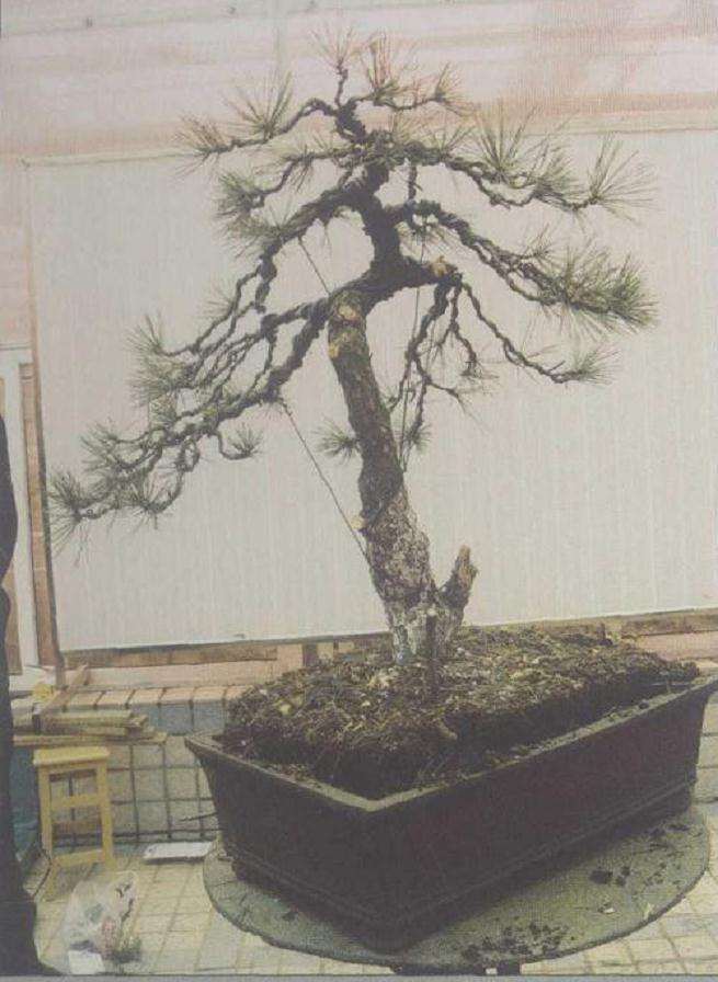 松树盆景高干垂枝怎么创作的方法