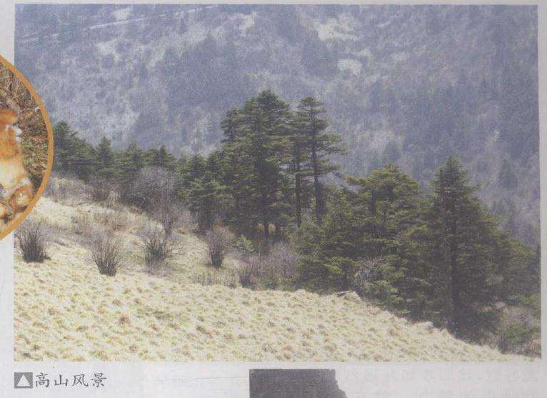 盆景社邀请盆景界友人考察神农架侧记