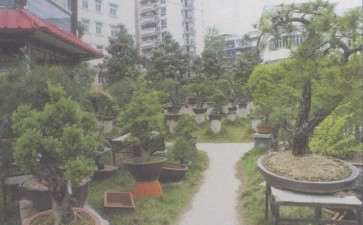 盆景社邀请盆景界友人考察神农架侧记