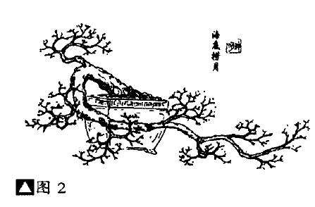 怎么制作海底捞月式盆景的4个方法
