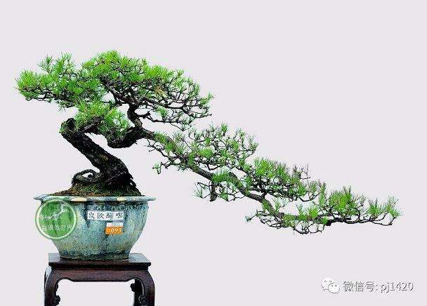 怎么制作水影式盆景的4个方法 图片