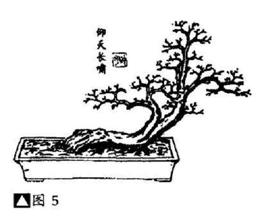 怎么制作卧盆式盆景的4个方法 图片