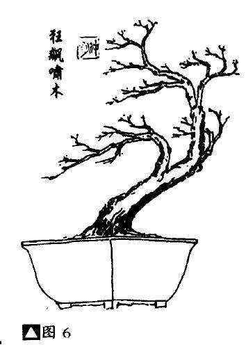 怎么制作动势式盆景的4个方法 图片