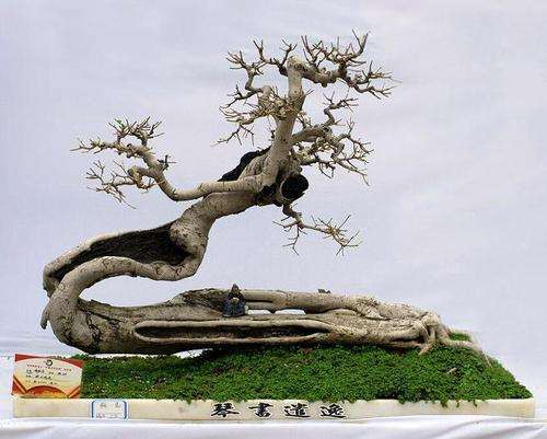 怎么制作云头雨脚式盆景的4个方法