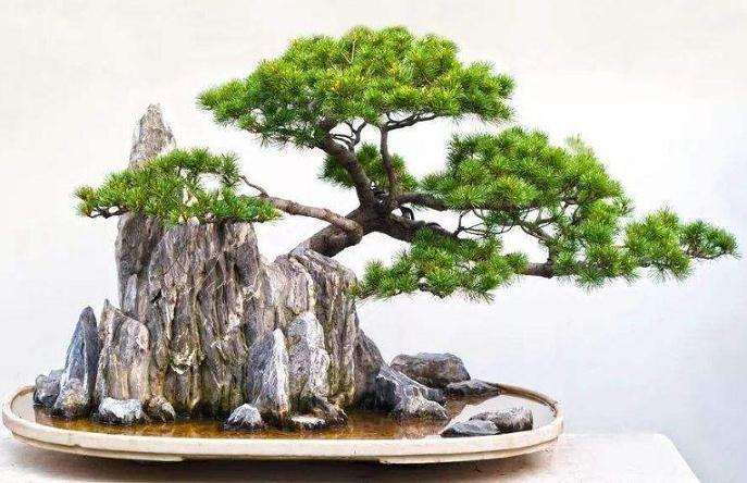 怎么制作附石式盆景的4个方法