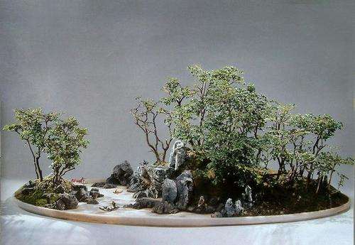 怎么制作水旱盆景的4个方法