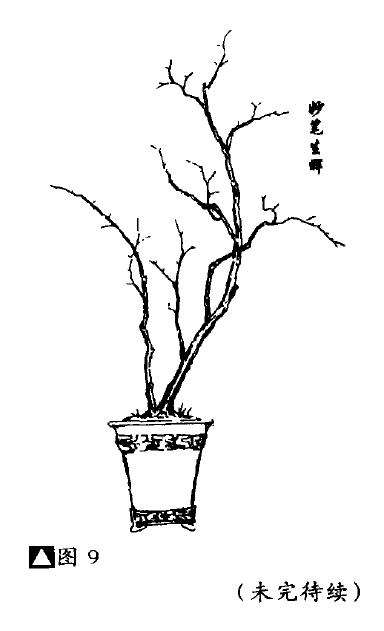 怎么制作高飘画意式盆景的4个方法