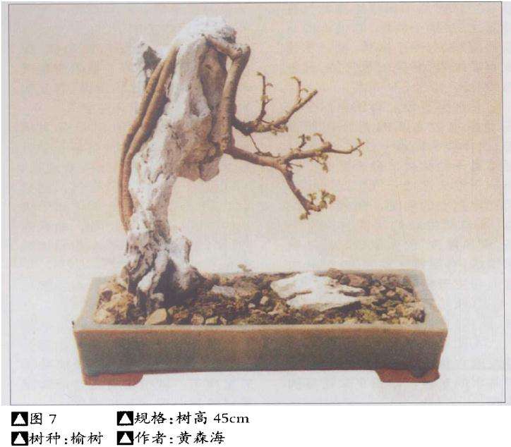 夏季盆景怎么采掘树桩的7个方法