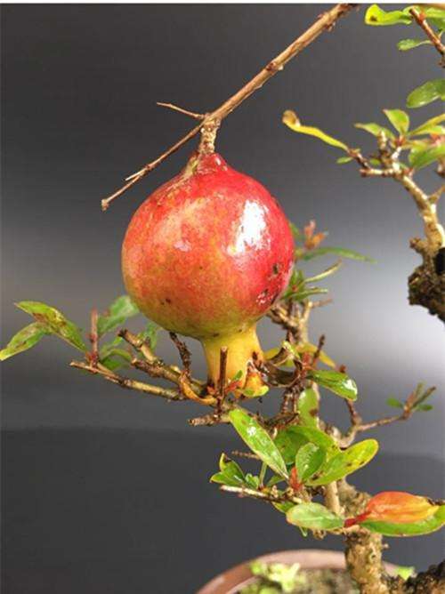 石榴盆景怎么移果接木补救缺位的方法