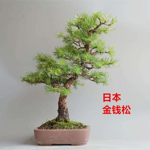 文人松树盆景枝条伸展姿态怎么矫正的方法