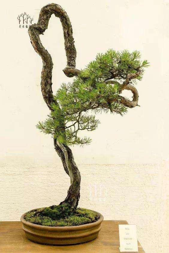 文人松树盆景枝条怎么处理的2个方法