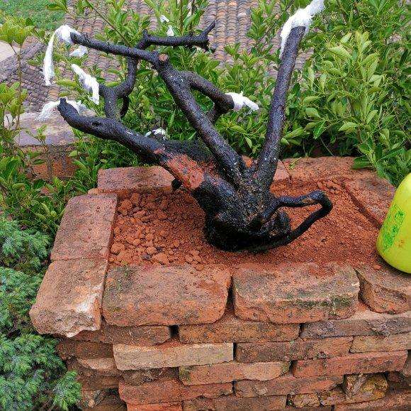 铁马鞭下山桩 800元 可以缠膜栽活吗