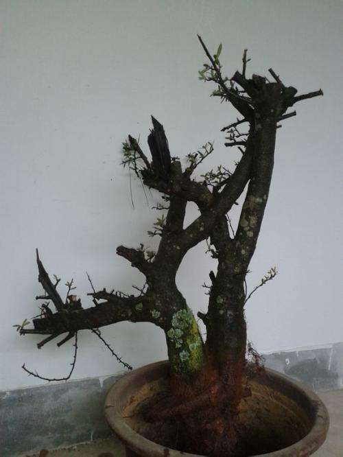 火棘下山桩入盆前怎么用生根粉的方法