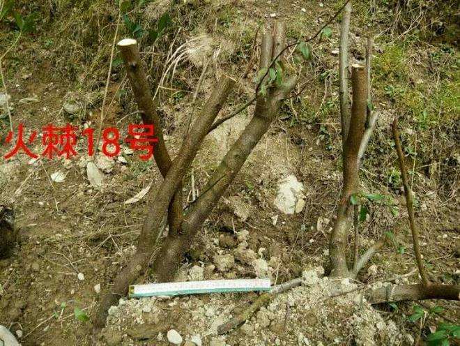 火棘下山桩入盆前怎么用生根粉的方法