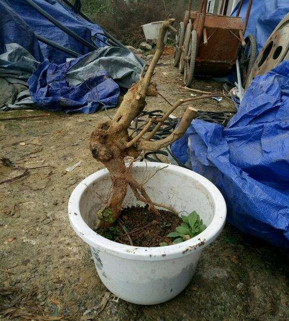 火棘下山桩入盆前怎么用生根粉的方法