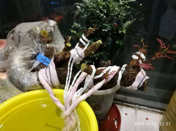 清香木下山桩缠膜1个月 出芽了 图片