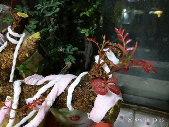 清香木下山桩缠膜1个月 出芽了 图片