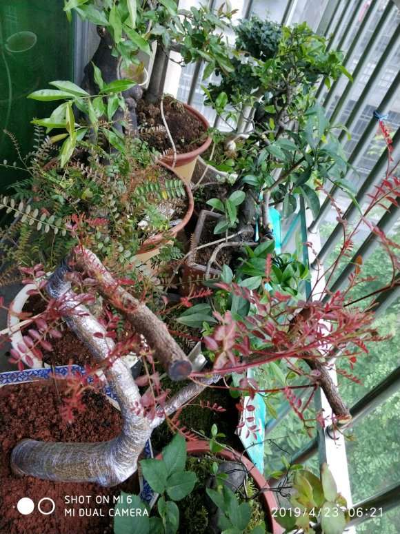 清香木下山桩缠膜1个月 出芽了 图片