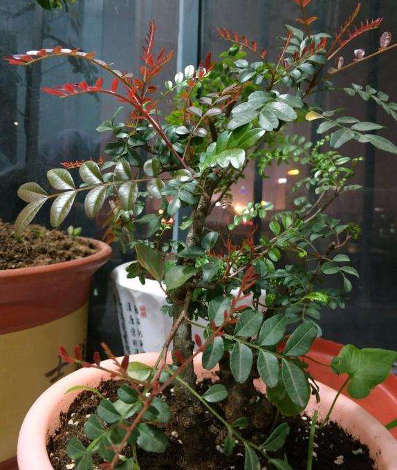 清香木下山桩生桩没有红芽 你不缠膜吗