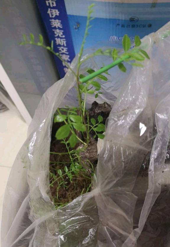 清香木下山桩生桩没有红芽 你不缠膜吗