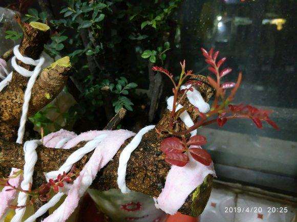 清香木下山桩生桩没有红芽 你不缠膜吗