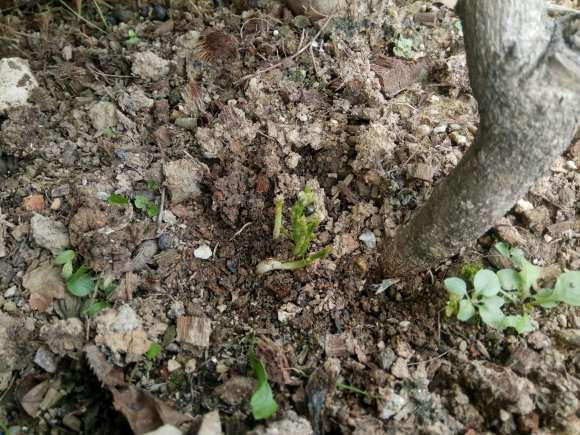 紫藤下山桩树长出来的新芽