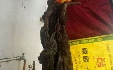 4月份移植一颗石榴下山桩 还没有发芽 图片